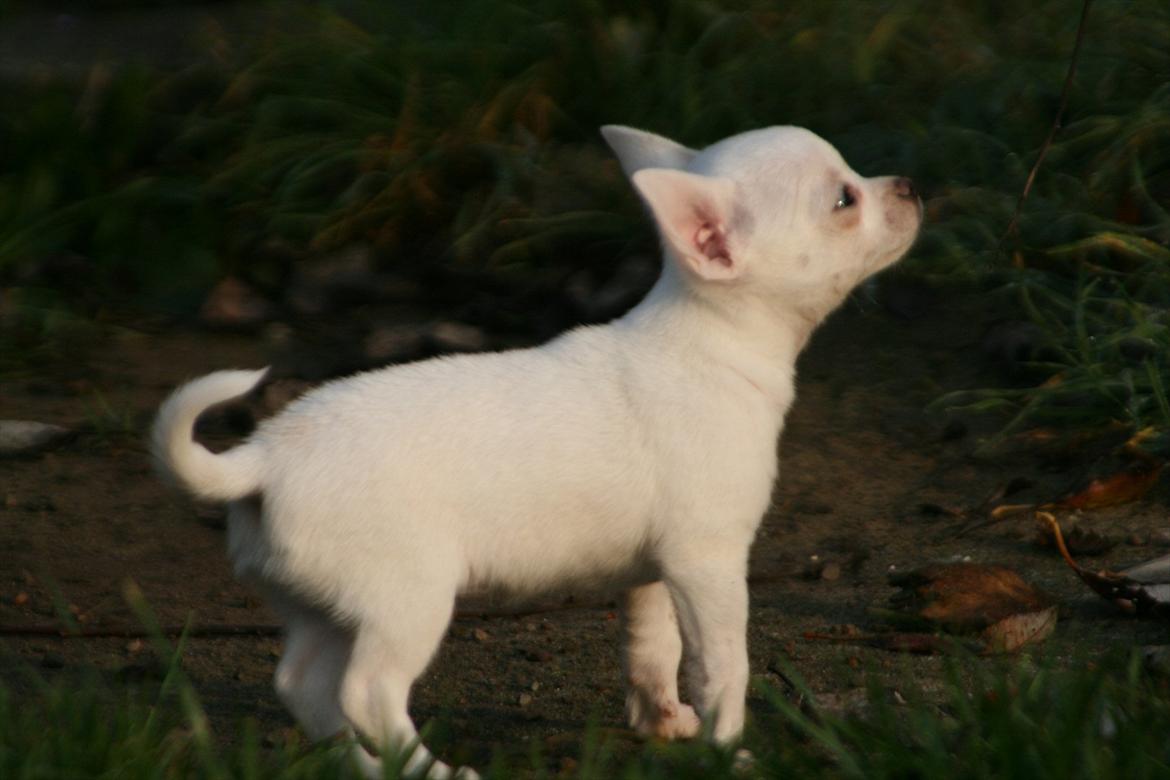 Chihuahua Honey Paj´s Yvain Yuzzlebug billede 8