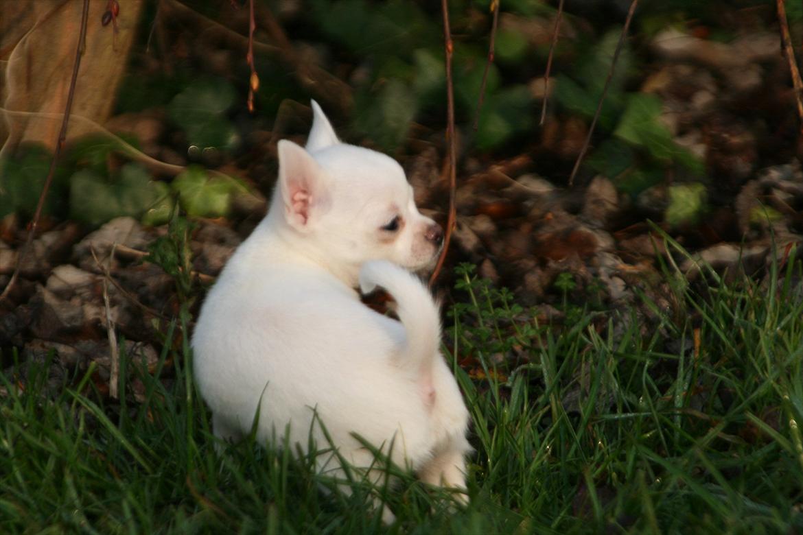 Chihuahua Honey Paj´s Yvain Yuzzlebug billede 9