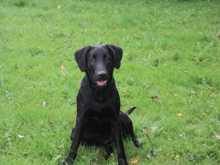 Labrador retriever Jessy <3 R.I.P ;( - min smukke baby <3  billede 17