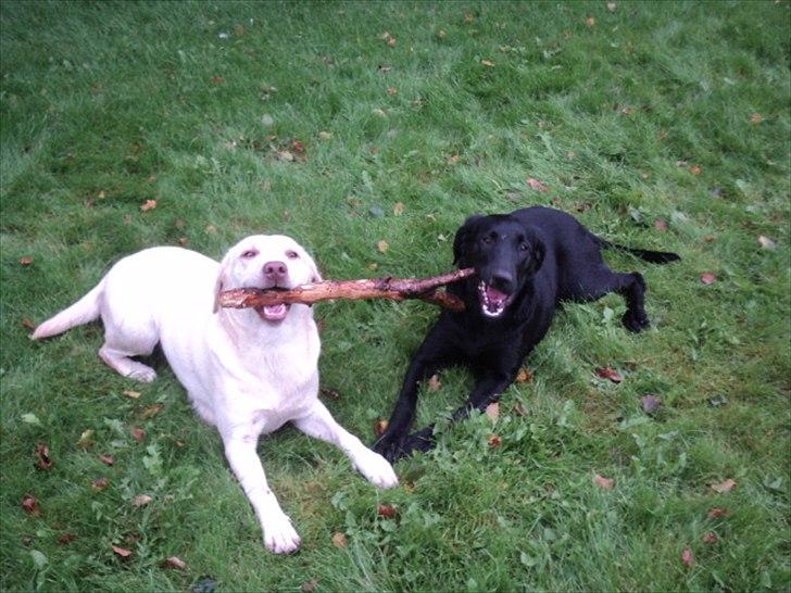 Labrador retriever Jessy <3 R.I.P ;( - Min gode veninde Tulle har jeg givet lov til og lege med den også <3  billede 20