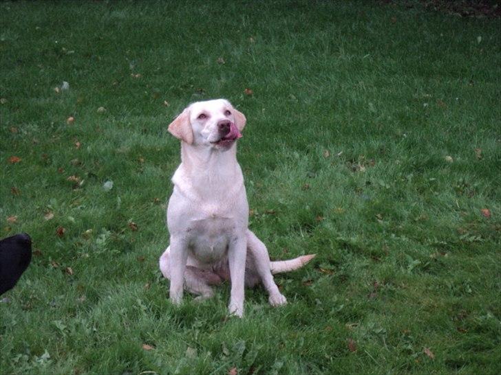 Labrador retriever Tulle <3 R.I.P ;( - den dejlige dulle pigen  billede 12