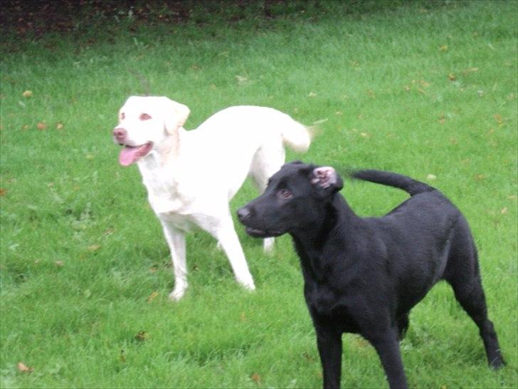 Labrador retriever Tulle <3 R.I.P ;( billede 13