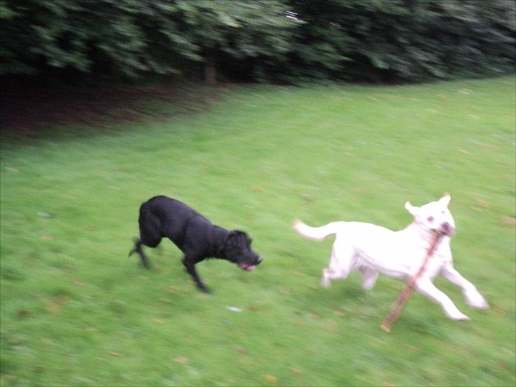 Labrador retriever Tulle <3 R.I.P ;( - Dulle og hende veninde Jessy :*<3  billede 14