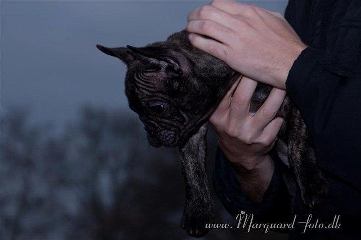 Fransk bulldog Ferdinan "Pumba" billede 11