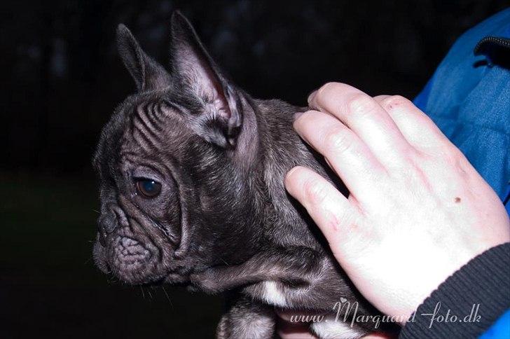 Fransk bulldog Ferdinan "Pumba" billede 12