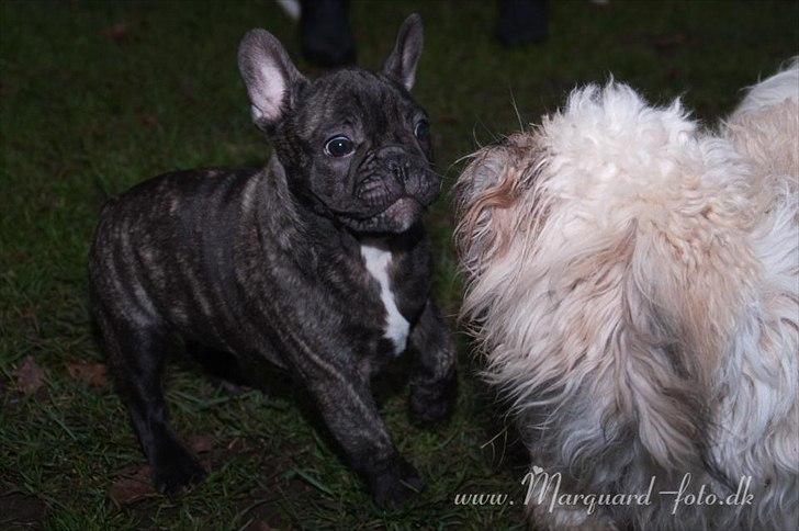 Fransk bulldog Ferdinan "Pumba" billede 13