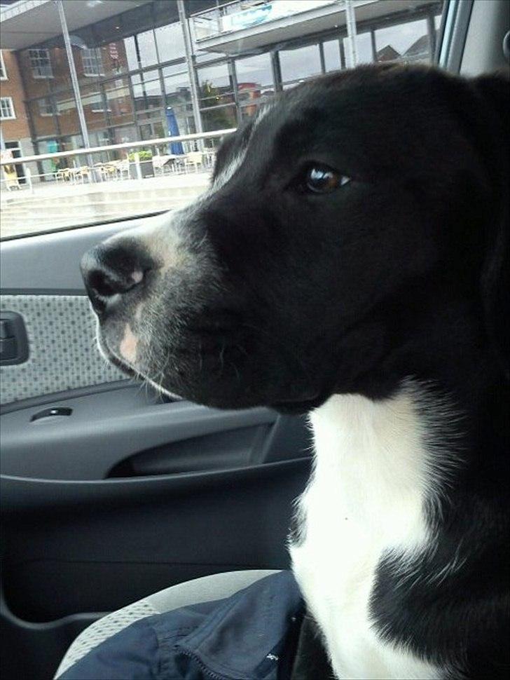 Blanding af racer Bella billede 1