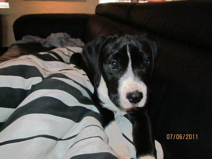 Blanding af racer Bella billede 2