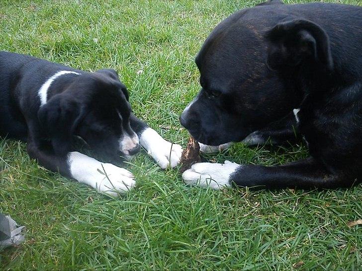 Blanding af racer Bella billede 3