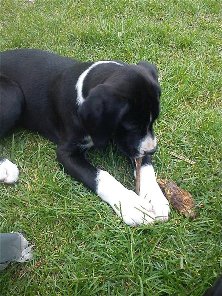 Blanding af racer Bella billede 4