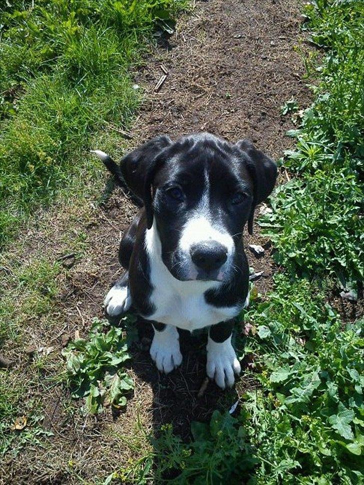 Blanding af racer Bella billede 5