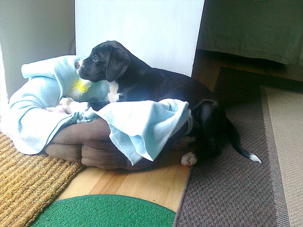 Blanding af racer Bella billede 6