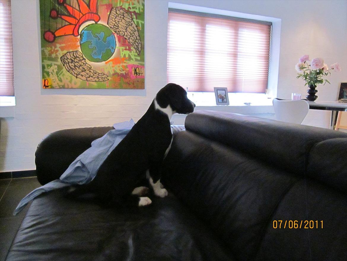 Blanding af racer Bella billede 7