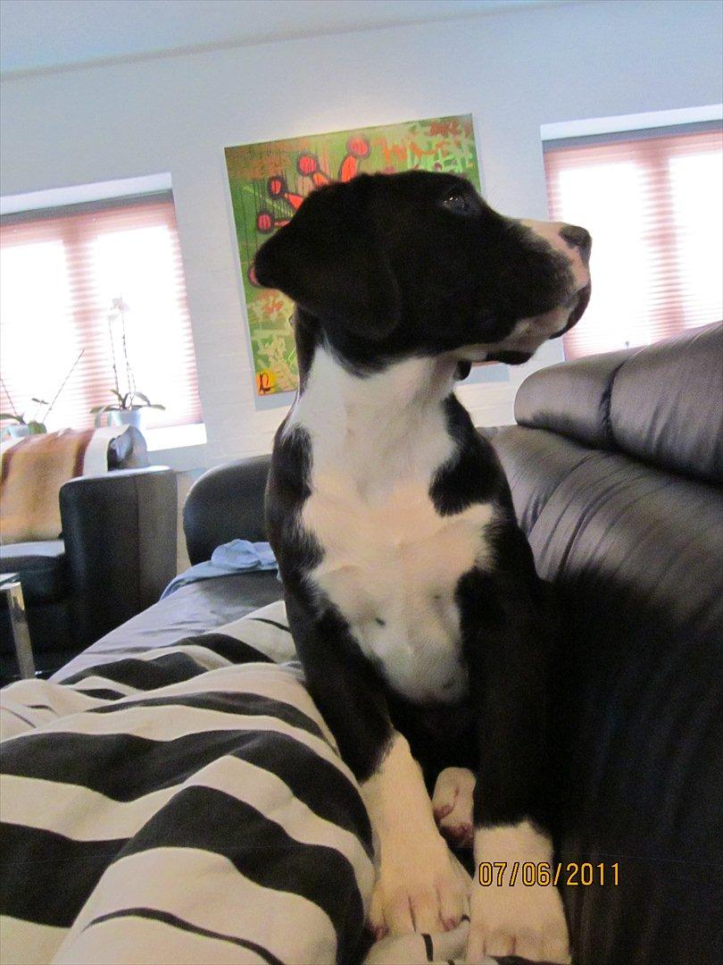 Blanding af racer Bella billede 8