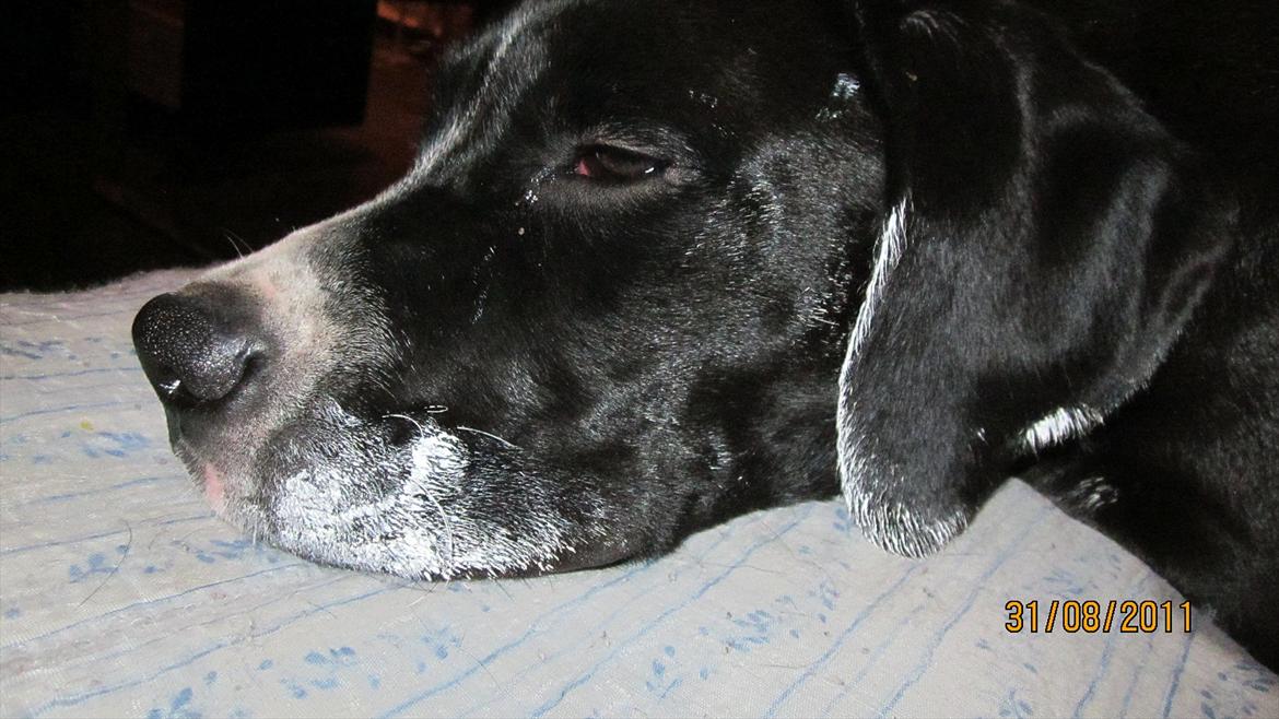 Blanding af racer Bella - Bella havde lige været inde ved malerne :) billede 9