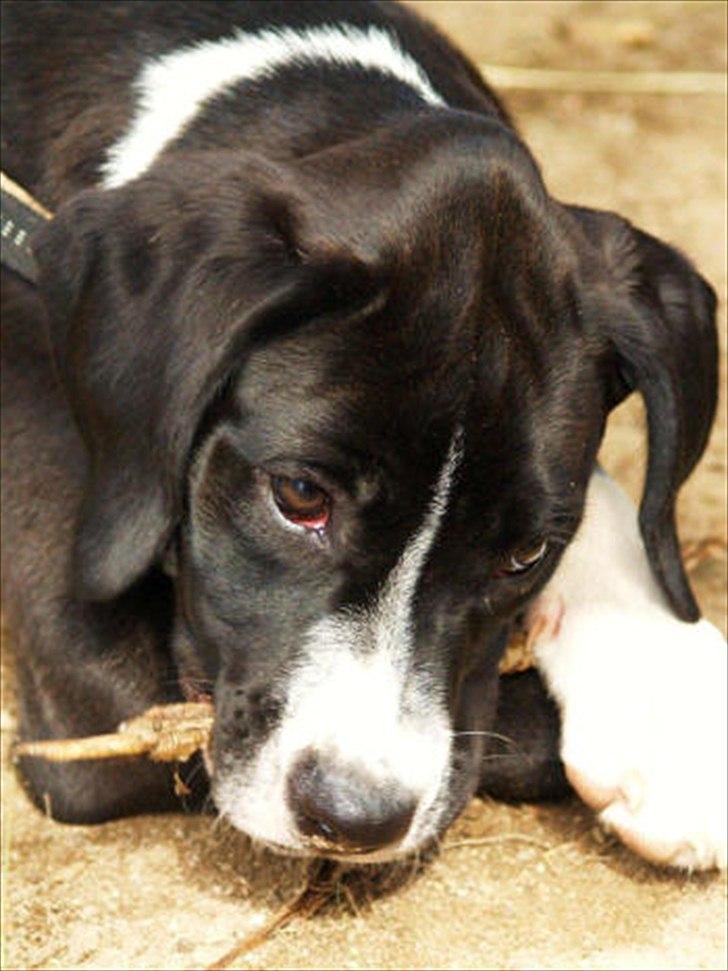 Blanding af racer Bella billede 10