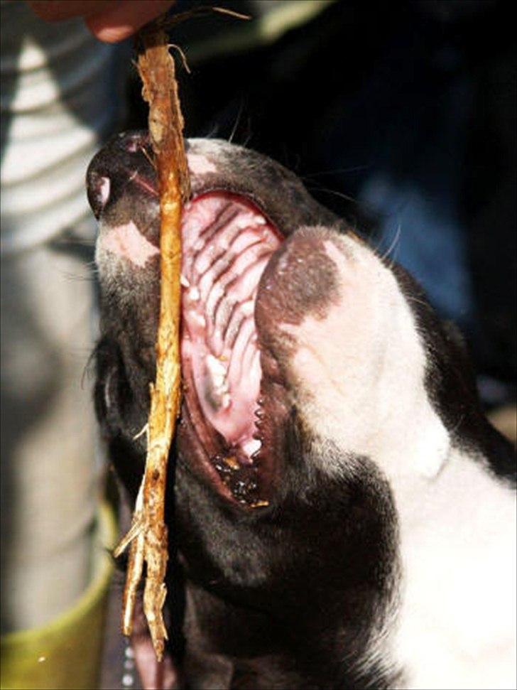 Blanding af racer Bella billede 11