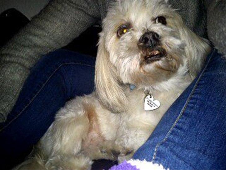 Lhasa apso Hugo  billede 7
