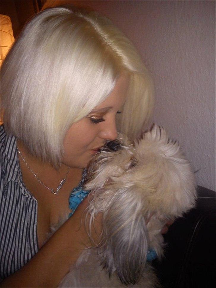 Lhasa apso Hugo  billede 8