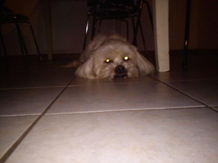 Lhasa apso Hugo  billede 9