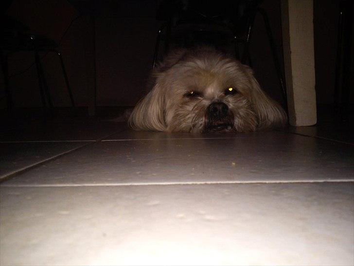 Lhasa apso Hugo  billede 10