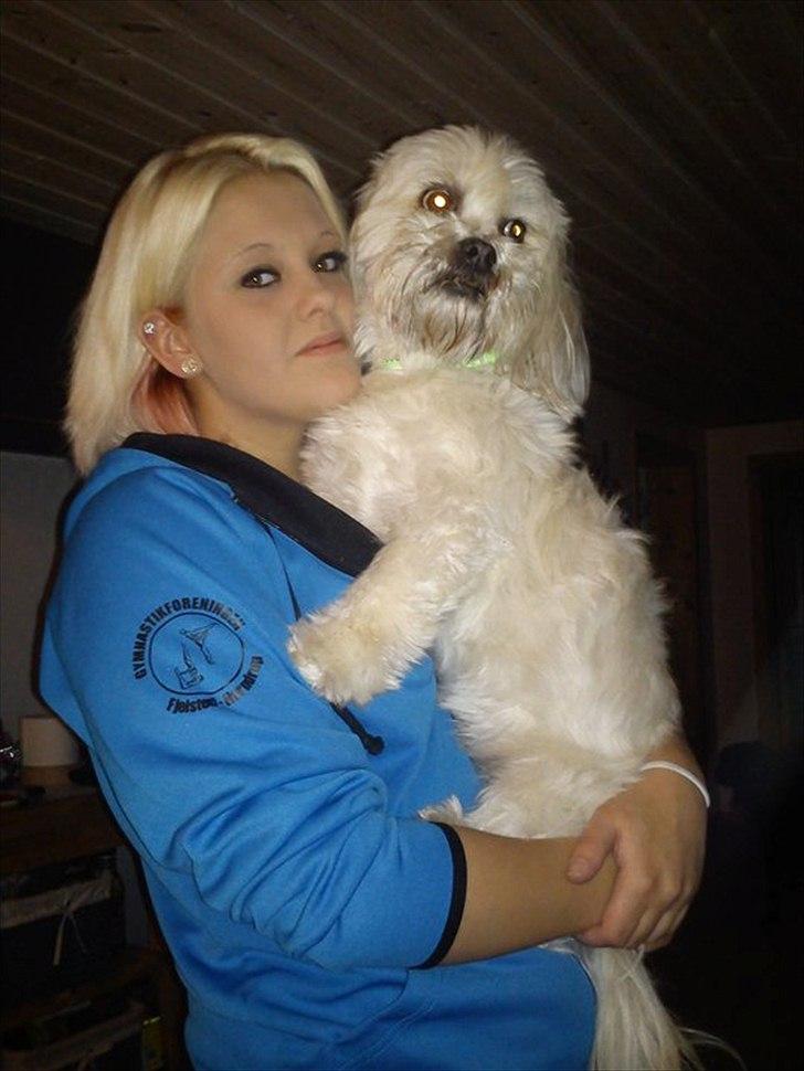 Lhasa apso Hugo  billede 11