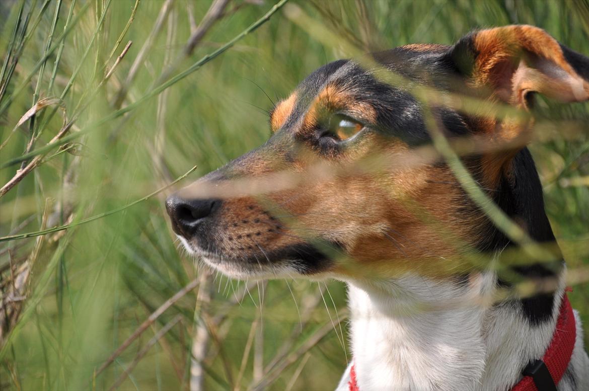 Dansk svensk gaardhund Björk<'3 - 13 # Smuksak!<3 Foto: AFH 22.11.11 billede 13