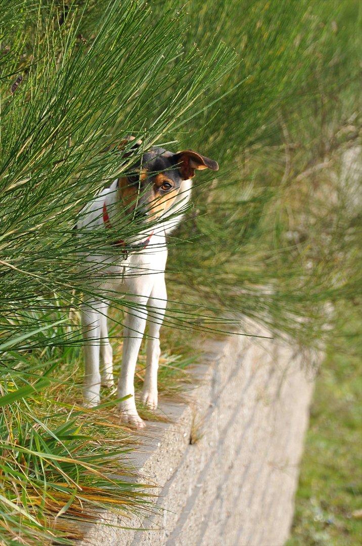 Dansk svensk gaardhund Björk<'3 - 19 # Nu er der nok ingen der kan se mig... Foto: AFH 22.11.11 billede 19