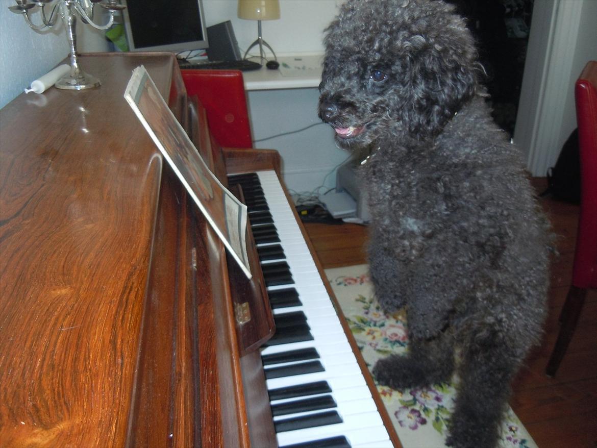 Dværgpuddel Niño - En ven for livet<3 - Velkommen til Niños profil :-) billede 2