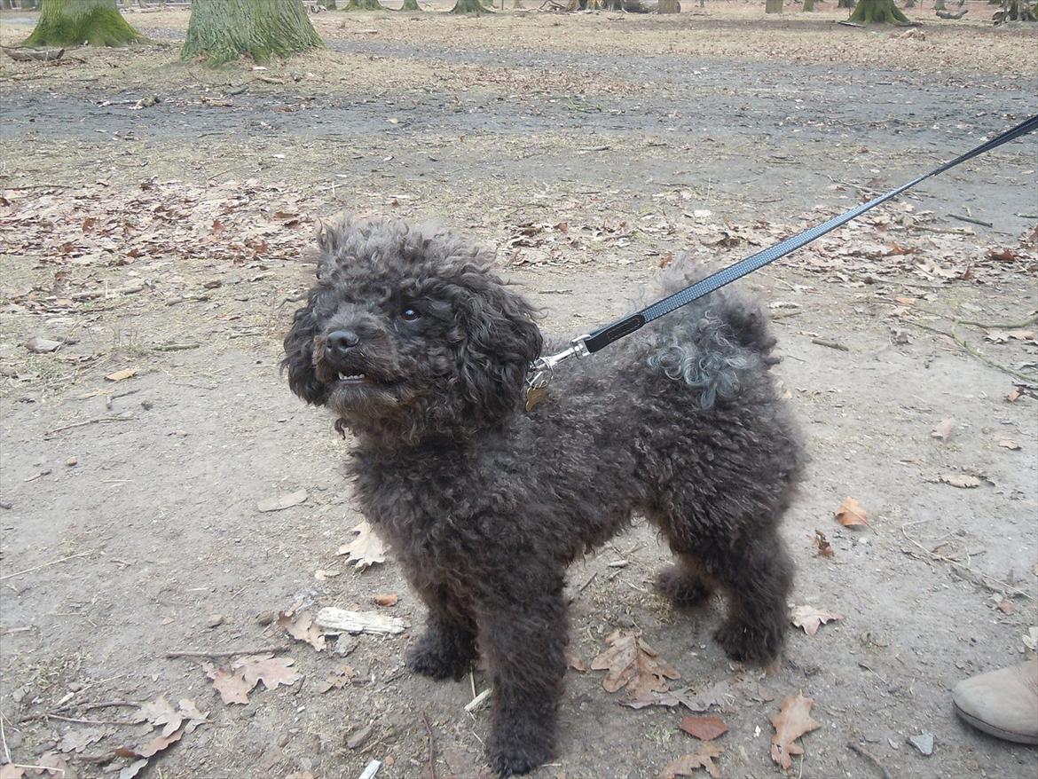 Dværgpuddel Niño - En ven for livet<3 - elsker dig<3 billede 3