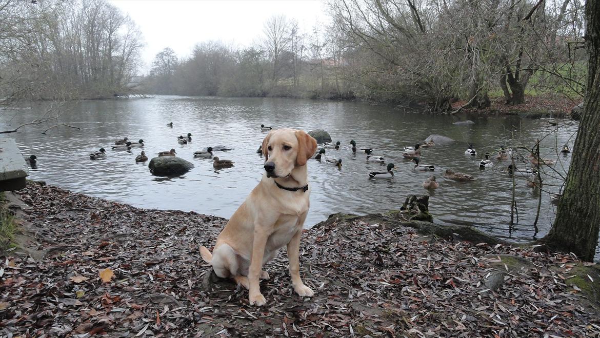 Labrador retriever Doozy billede 17