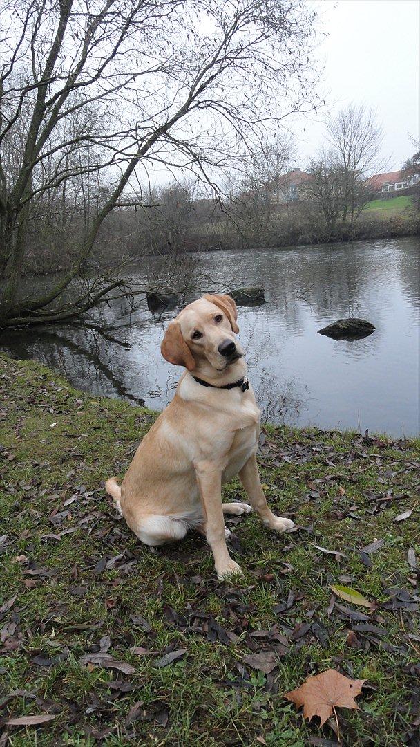 Labrador retriever Doozy billede 18