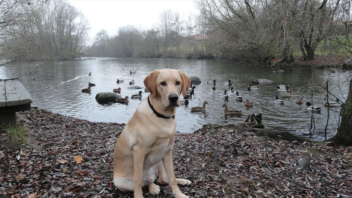 Labrador retriever Doozy billede 19