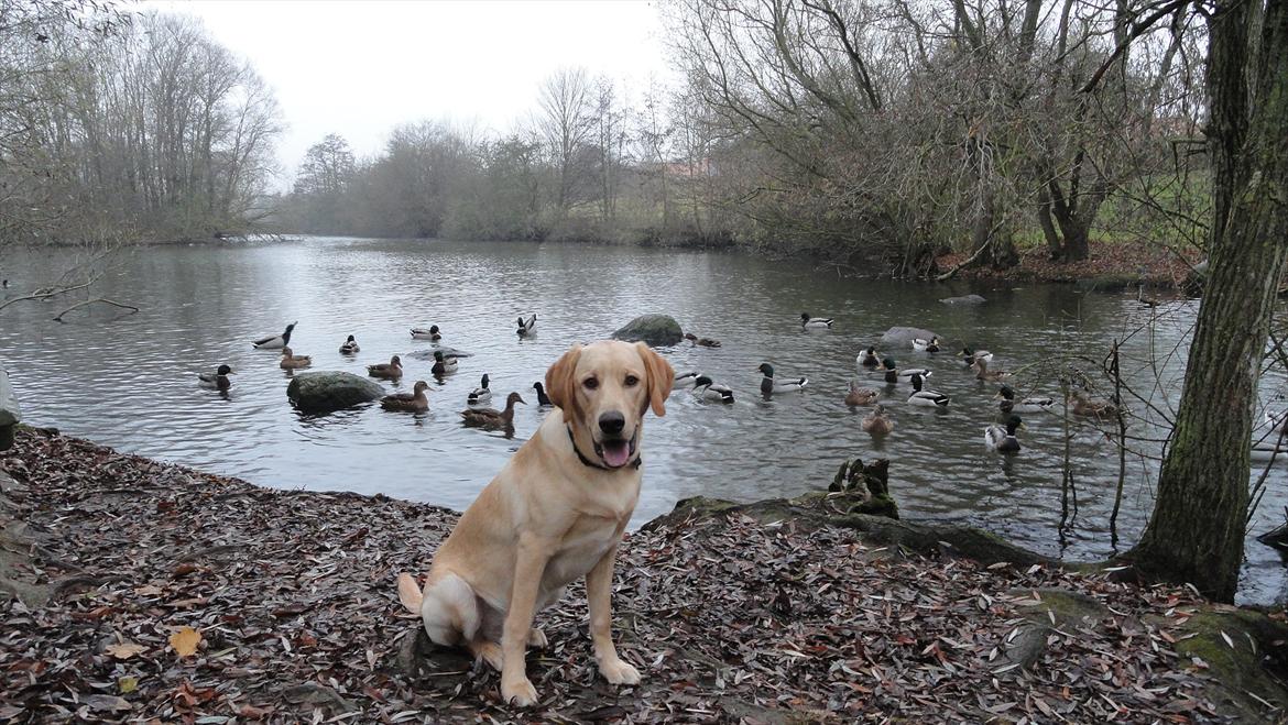 Labrador retriever Doozy billede 20