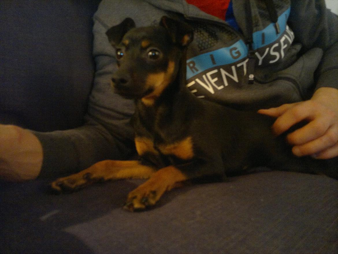 Blanding af racer Ratpinscher - Shila , bor hos andre nu billede 8