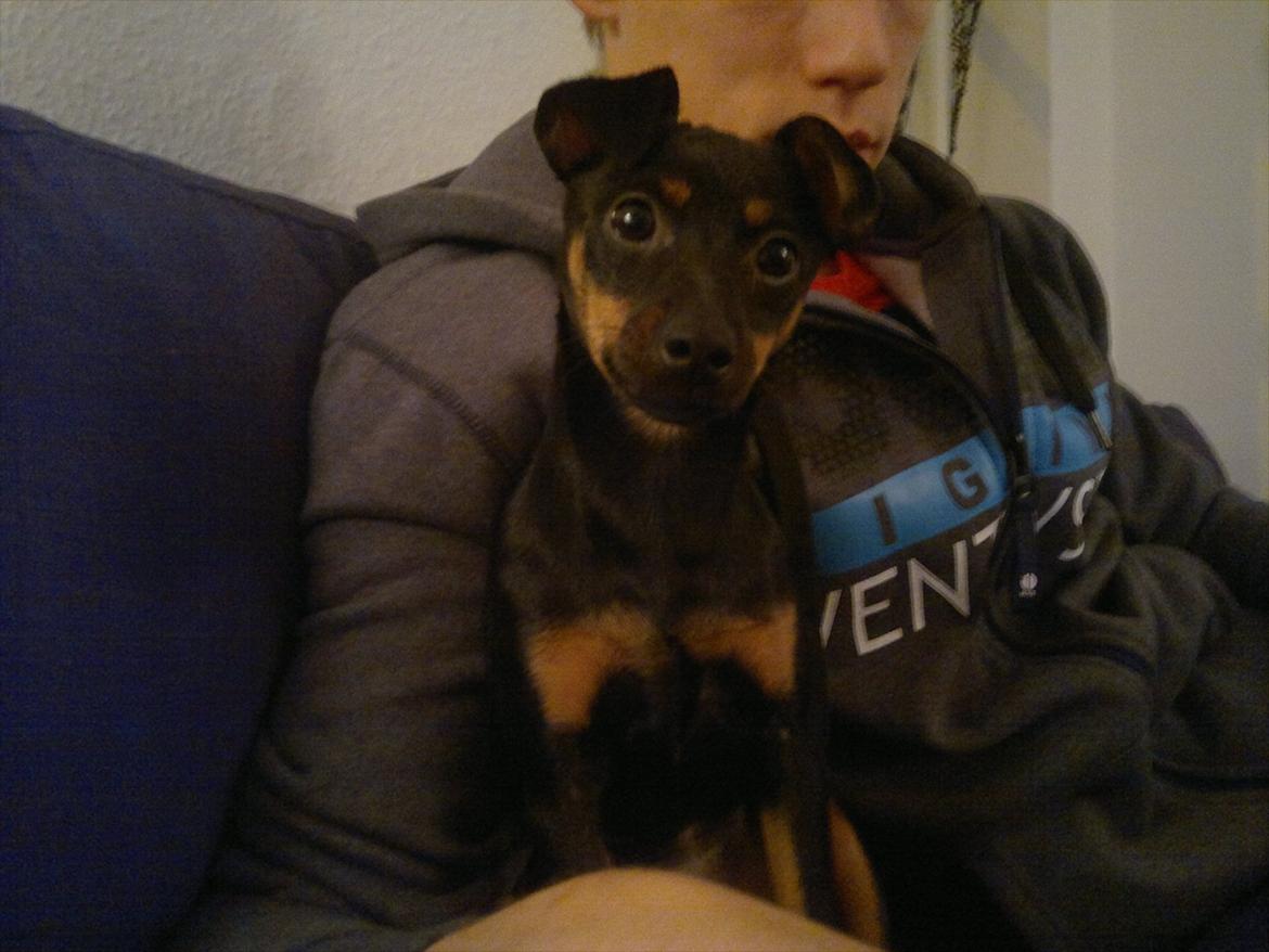 Blanding af racer Ratpinscher - Shila , bor hos andre nu billede 5