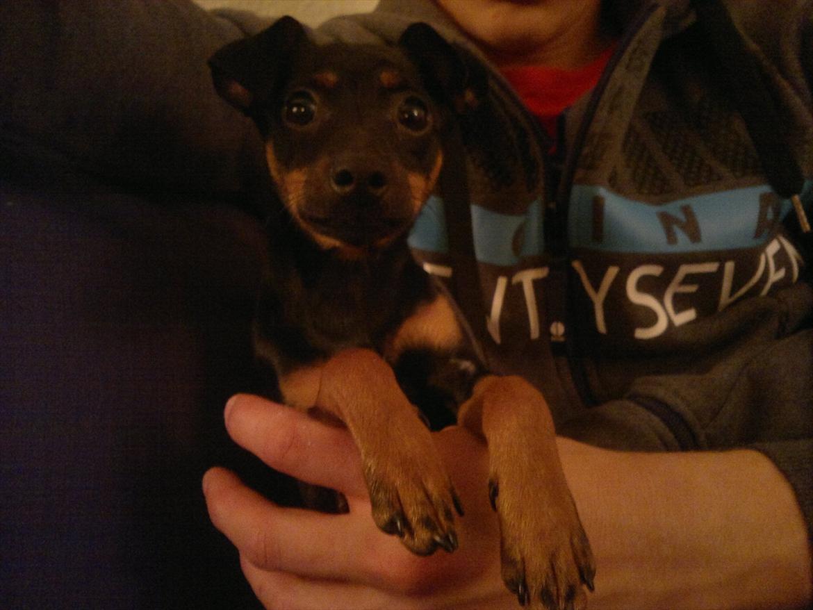 Blanding af racer Ratpinscher - Shila , bor hos andre nu billede 9