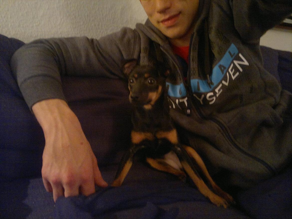 Blanding af racer Ratpinscher - Shila , bor hos andre nu billede 10