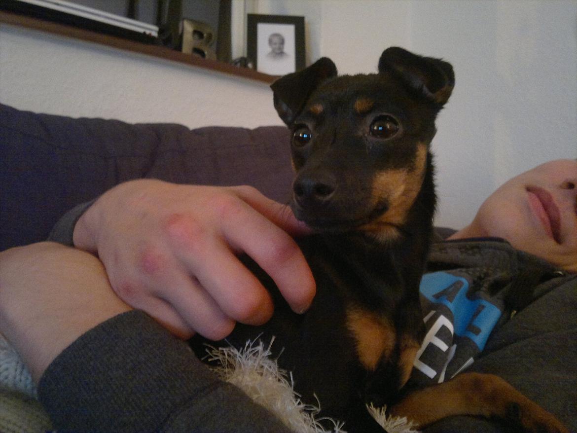 Blanding af racer Ratpinscher - Shila , bor hos andre nu billede 11