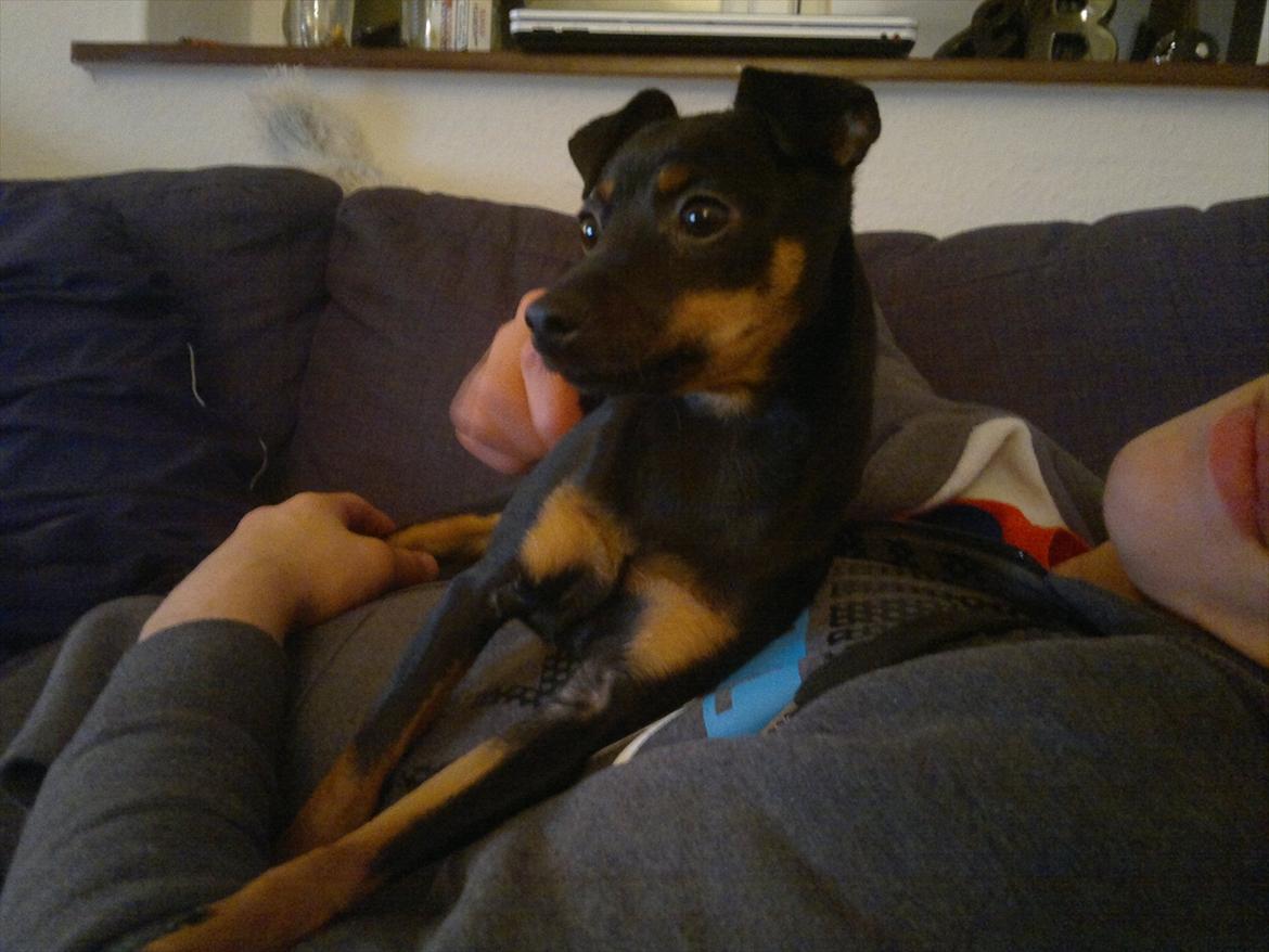 Blanding af racer Ratpinscher - Shila , bor hos andre nu billede 12