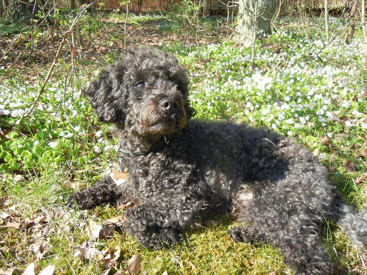 Dværgpuddel Niño - En ven for livet<3 - Smukke! billede 4