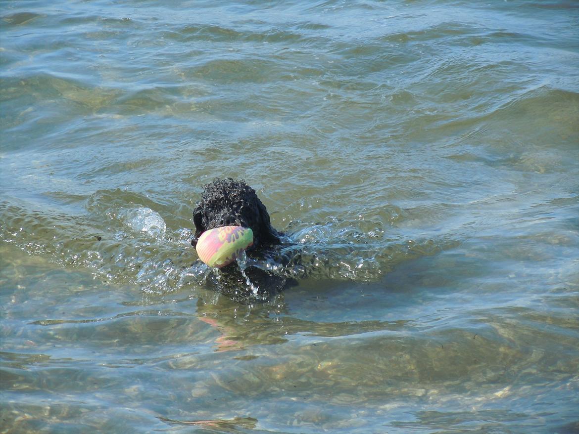 Dværgpuddel Niño - En ven for livet<3 - <3.. billede 5