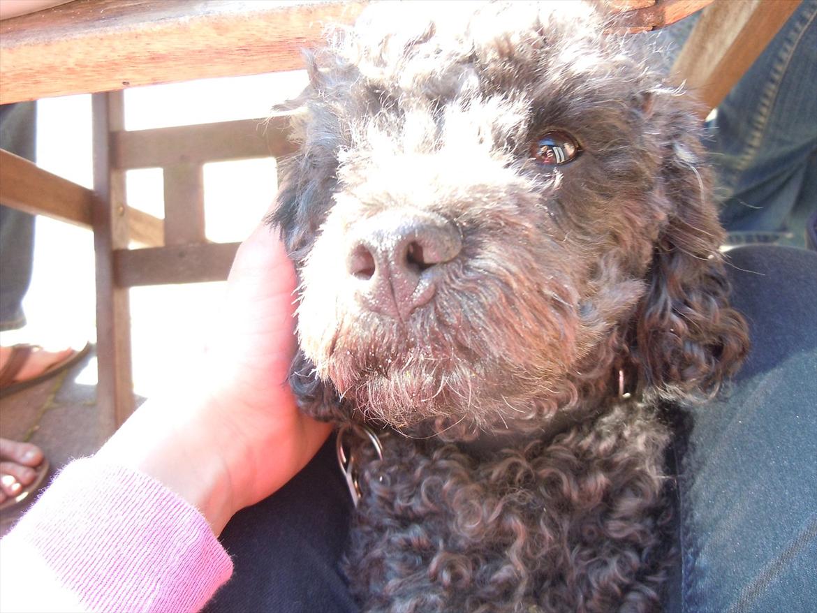 Dværgpuddel Niño - En ven for livet<3 - Basse<3 billede 6