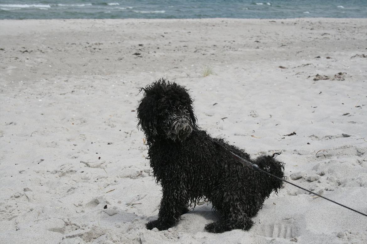 Dværgpuddel Niño - En ven for livet<3 - Fjollehoved<3 billede 7