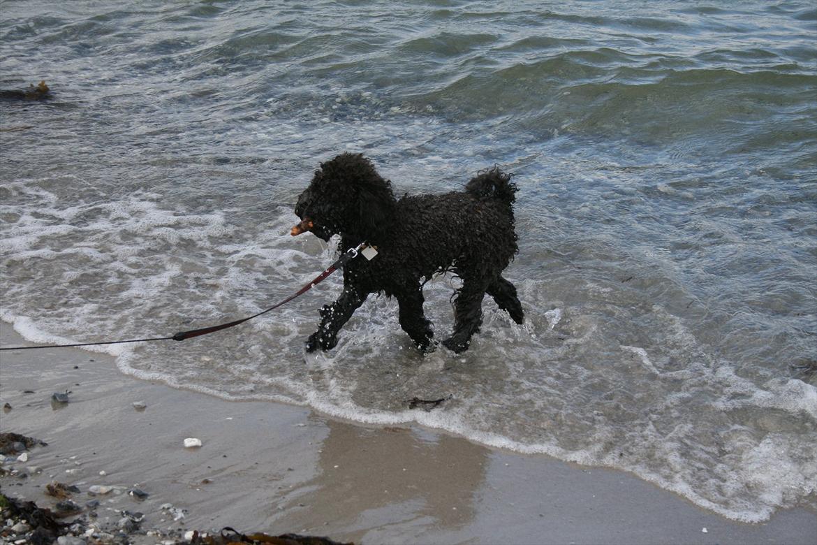 Dværgpuddel Niño - En ven for livet<3 - <3 billede 8