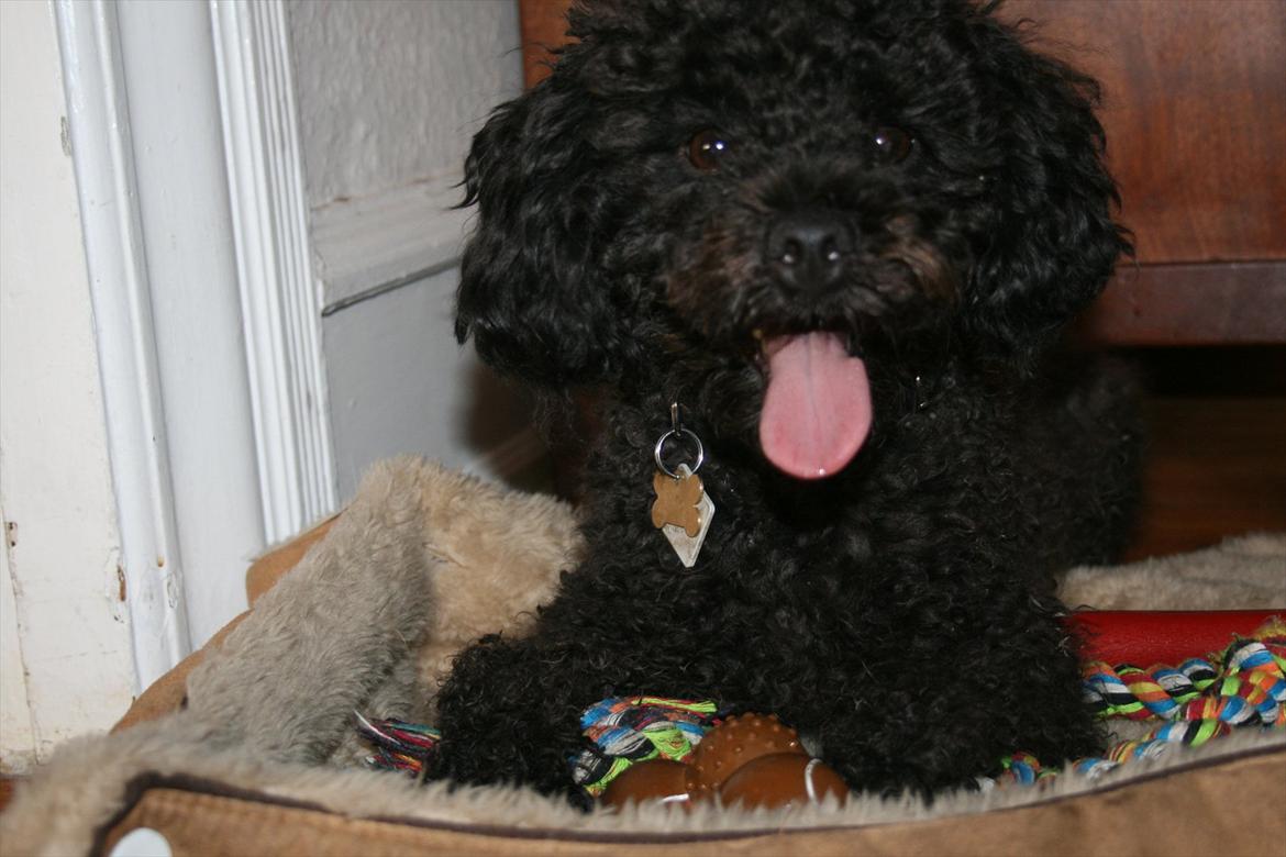 Dværgpuddel Niño - En ven for livet<3 - Hihi. Elsker de øjne :-) billede 1