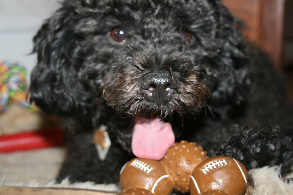 Dværgpuddel Niño - En ven for livet<3 - Århh. :* billede 9