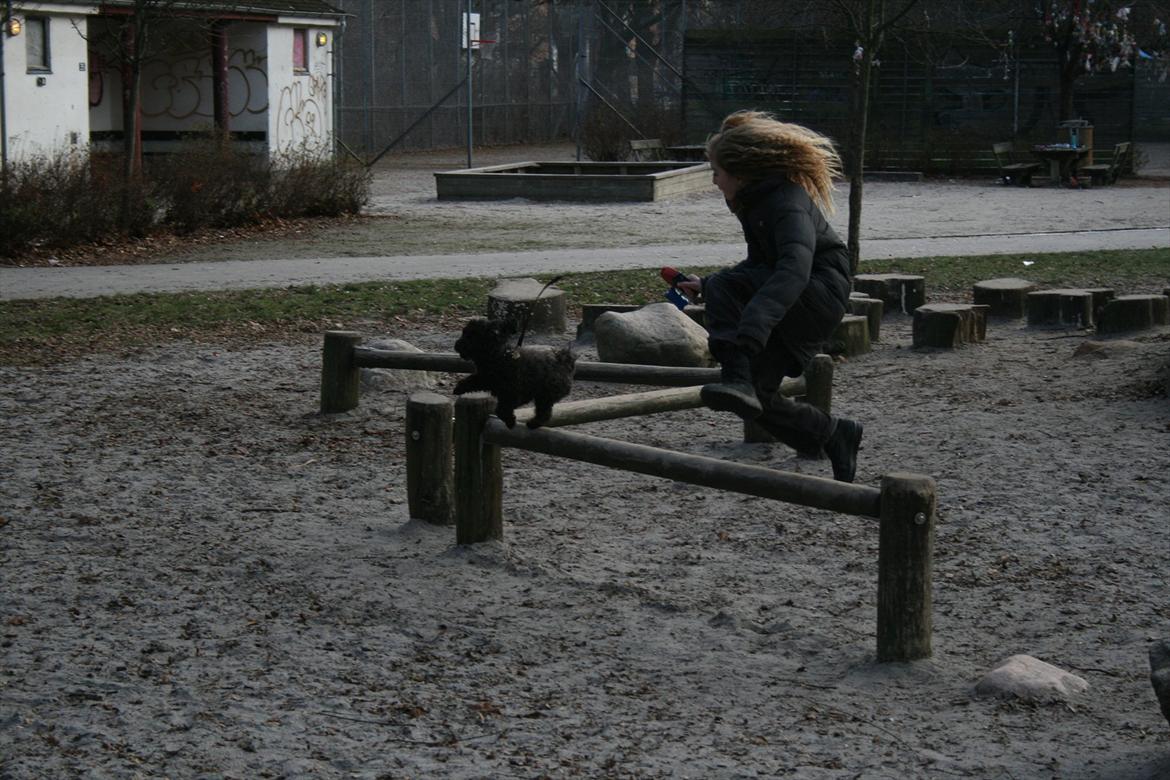 Dværgpuddel Niño - En ven for livet<3 - Det spring er dobbelt hans størrelse. Du er så dyyyygtig<3 billede 10