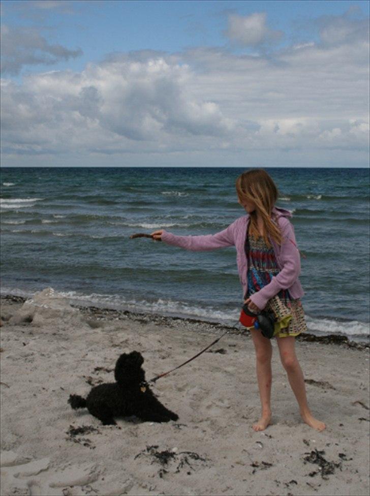 Dværgpuddel Niño - En ven for livet<3 billede 11