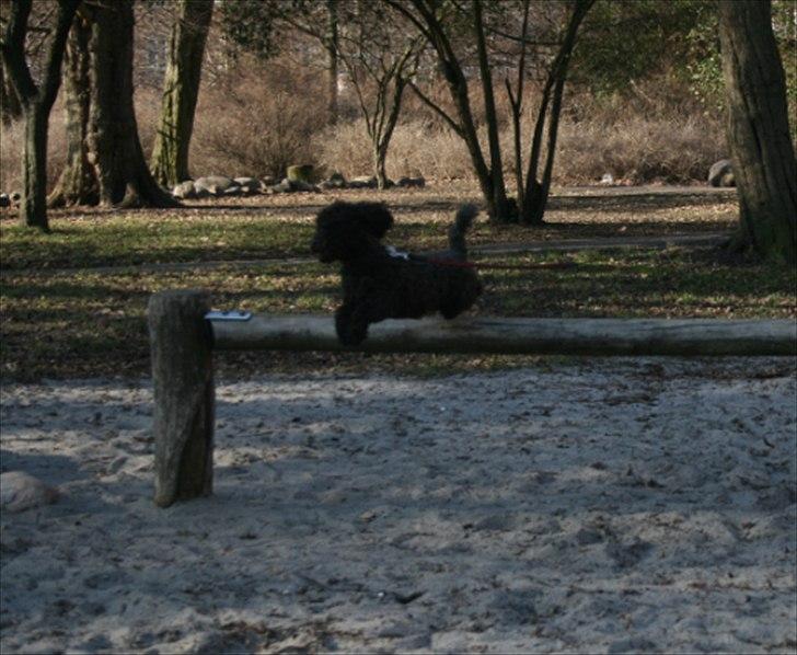 Dværgpuddel Niño - En ven for livet<3 billede 12